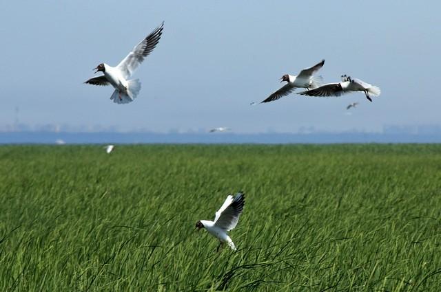  ​Экологи защищают «птичий рай» в Финском заливе - фото 10