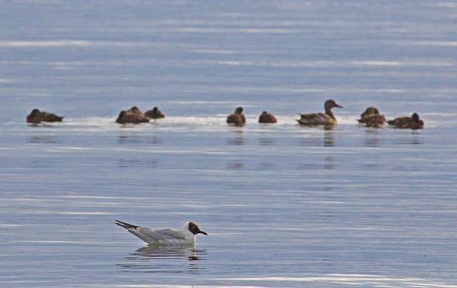  ​Экологи защищают «птичий рай» в Финском заливе - фото 7